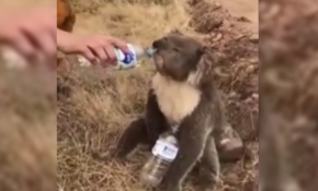 Avustralya'da yangından kurtulan koala su içerek serinledi