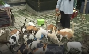 Evlerinde 250 kedi ile birlikte yaşıyorlar