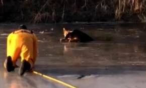 Donmuş gölete sıkışan köpeği itfaiye erleri kurtardı