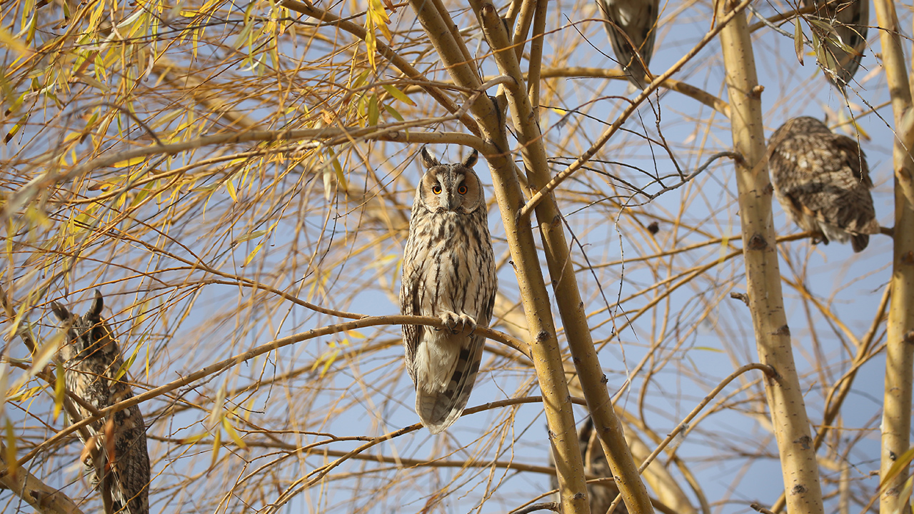 Baykuşların bir ağacın üzerindeki halleri AKÜ Doğa Koruma Biyoizlem Uygulama ve Araştırma Merkezi (DOKOBİM) Müdürü Doç. Dr. Uğur Cengiz Erişmiş tarafından görüntülendi.