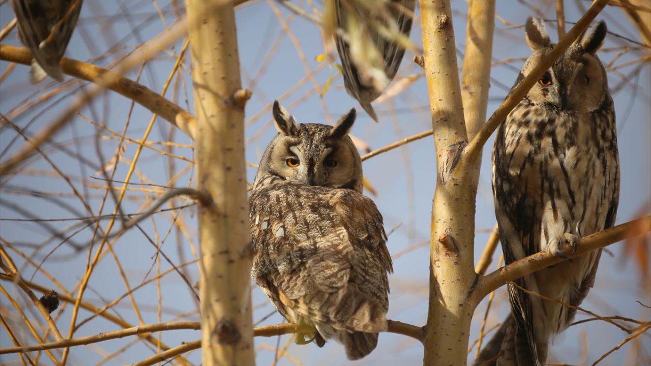 Genellikle ormanları yaşam alanı olarak seçen, dünyanın bazı bölgelerinde nesli tehlike altında olduğu için koruma altında olan kulaklı orman baykuşları, güvenli hissettiği bölgeleri yaşam alanı olarak seçiyor.