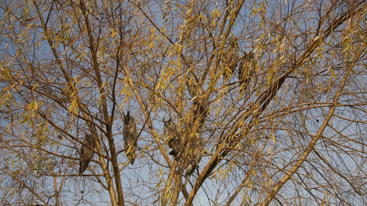 "Huzurlu bir ortam olması nedeniyle burayı tercih ediyorlar."