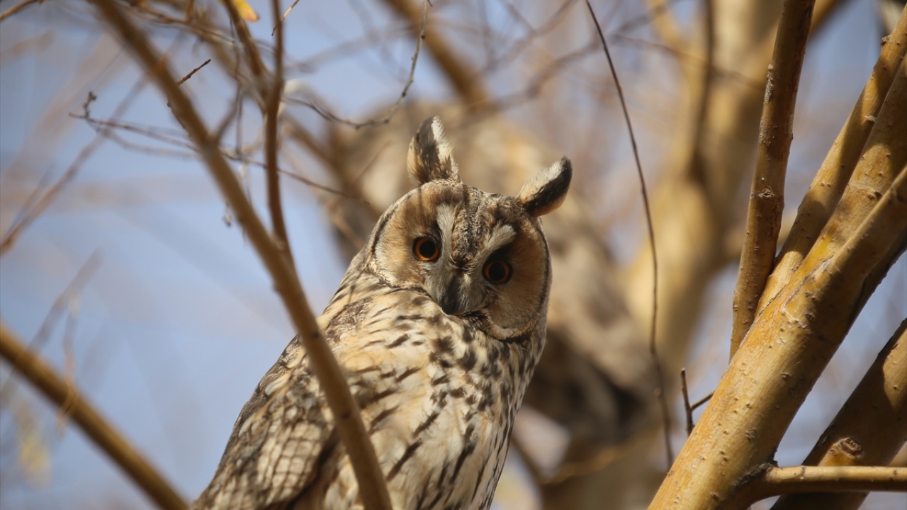 "Yaban hayatı zenginliğimiz var"