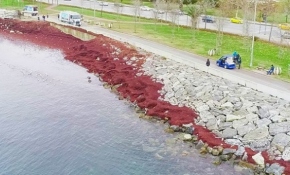 Caddebostan Sahilini kırmızı yosunlar kapladı