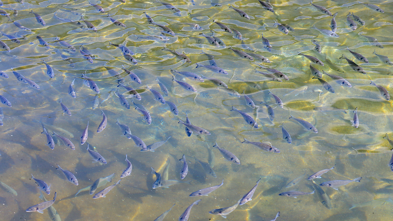 Türkiye`nin su ürünleri üretimindeki artış dikkati çekti. "Çiftlik" diye adlandırılan yetiştiricilikte 2000 yılında 79 bin ton olan balık üretimi, 2008`de ise 152 bin ton olarak kayıtlara geçti. 