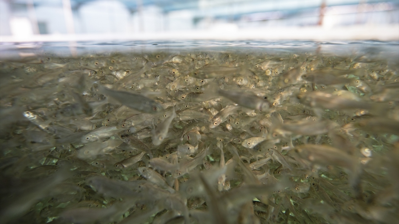 Bu rakam, 2018`de ise 314 bin 537 tona çıktı. Üretimdeki bu artış, ihracatada da olumlu yansıdı.  