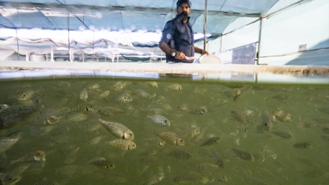 Bu süreçte 311 milyon dolarlık levrek, 264 milyon dolarlık çipura ve 64 milyon dolarlık orkinos ihracatı gerçekleşti.