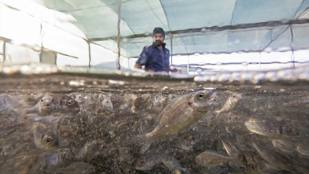 Su ürünleri ihracatında ilk sırada 131 milyon dolarla Hollanda yer aldı. Bu ülkeyi 103 milyon dolarla İtalya ve 83 milyon dolarla Rusya izledi. 