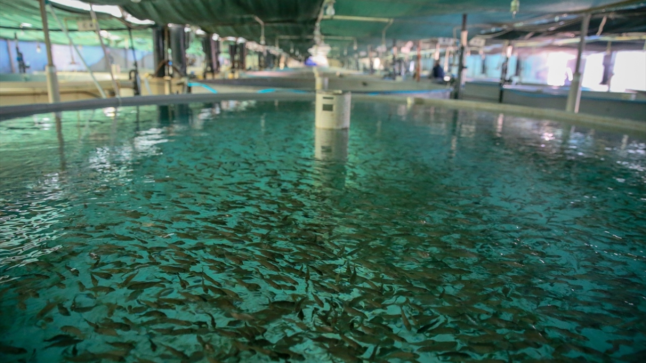 Deniz Ticaret Odası (DTO) İzmir Şubesi Meclis Üyesi Haluk Tuncer, yaptığı açıklamada, balık yetiştiriciliğinin gün geçtikte büyüdüğünü söyledi. 