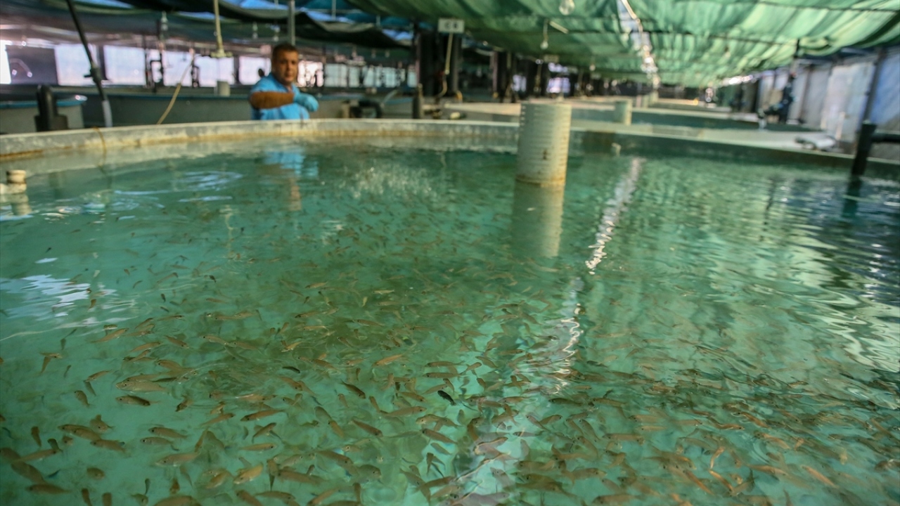 Türkiye`nin çipura ve levrek üretiminde dünyada lider olduğunu belirten Tuncer, bu anlamda da potansiyelin çok yüksek olduğunu belirtti. 