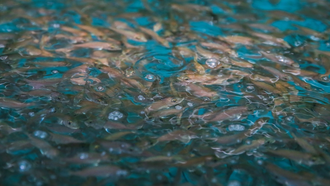 Türk levreğinin ABD`de çok beğenildiğini dile getiren Tuncer, Rusya`nın ise son dönemde çipura siparişini artırdığını vurguladı. 