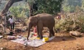 Hindistan'da yemek kokusu alan fil, piknik alanını bastı