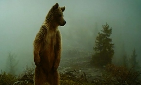 Artvin'deki yaban hayvan çeşitliliği fotokapanlara yansıdı