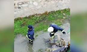 Dereye düşen baykuşu itfaiye kurtardı