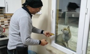 Şantiyeye gelen tilkileri elleriyle besliyor