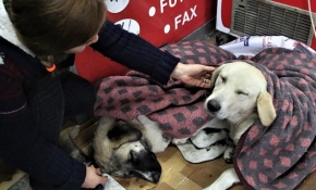 Soğuktan etkilenen köpeklere şefkat eli
