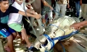 Endonezya'da 5 metrelik katil timsah yakalandı