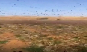 Suudi Arabistan'ı çöl çekirgeleri bastı