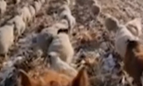 Çinli çoban koyunlara askeri düzende yürümeyi öğretti