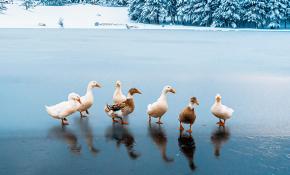 Buz tutan gölette ördek geçişi