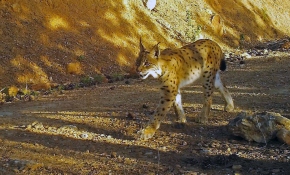 Doğanın yırtıcı kedileri vaşaklar fotokapana yansıdı