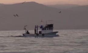 Martılar, balıkçıların yolculuğuna eşlik ediyor