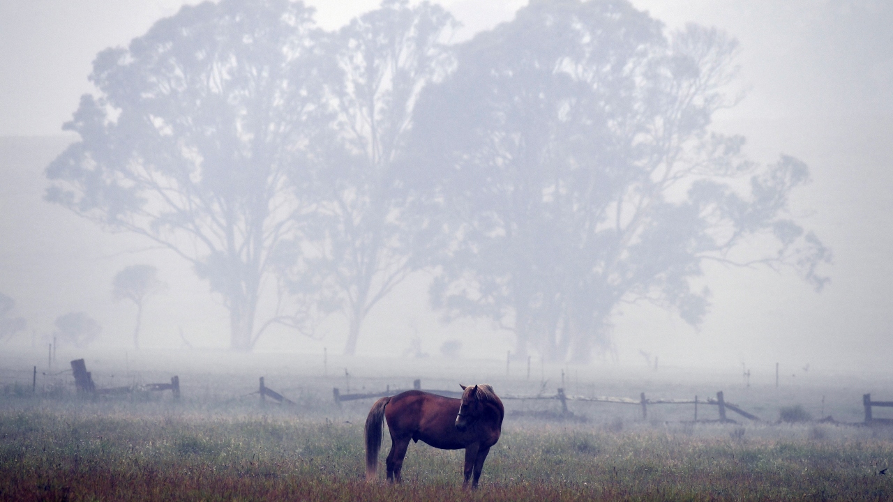Diğer yandan, Yeni Güney Galler`de de yetkililer, perşembe günü, turistlerden cumartesiden önce güney kıyısı boyunca uzanan 250 kilometrelik alanı bir an evvel terk etmelerini istemişti.
