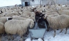 Ulaş'ta koyun yetiştiricilerinin zorlu kış mesaisi