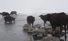 Mandalar göl tabanındaki yosunlarla besleniyor