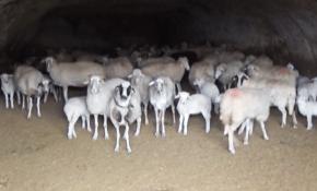 Köylüler küçükbaş hayvanlarını mağarada besliyor