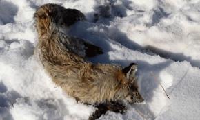 Eksi 20 derecede yiyecek aramaya gelen tilki dondu