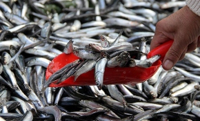 Şiddetli fırtına nedeniyle balıkçılar ava çıkmakta zorlanıyor