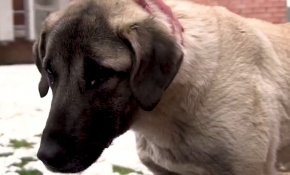 Anadolu Üniversitesi öğrencilerinden sokak hayvanları için kulübe