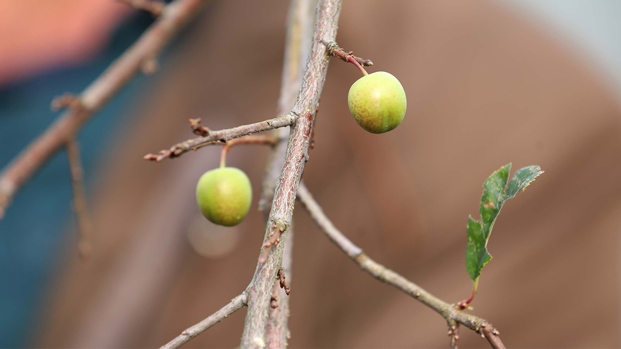 Merkeze bağlı Derebaşı köyünde Kadife Devran`a ait bahçedeki erik ve karayemiş ağaçları, aralıkta çiçek açıp ocakta meyve verdi.