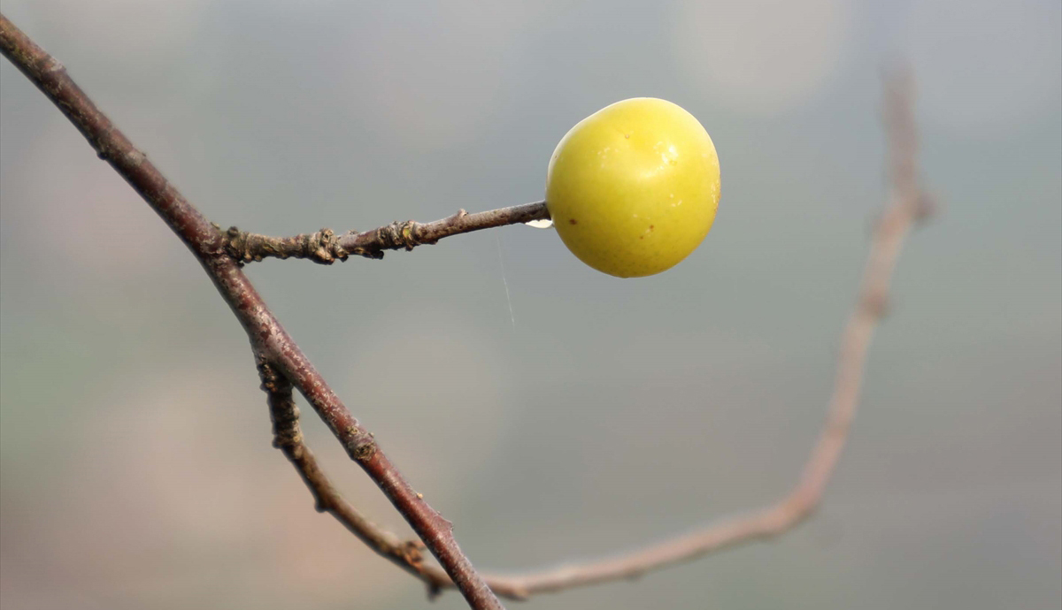 Devran, gazetecilere yaptığı açıklamada, kışın ağaçların meyve vermesine şaşırdığını belirterek, "Mevsimsel değişimden mi bilmiyorum. 70 yaşındayım, böyle bir şey görmedim." dedi.