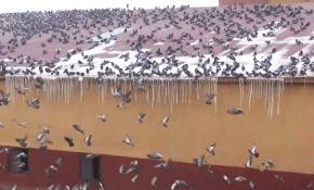 Aç kalan kuşlar yem fabrikasına akın etti