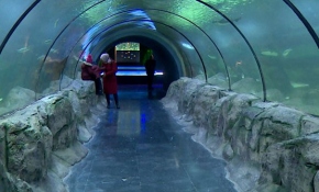 Rengarenk balıklarıyla Deniz Dünyası