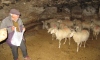 Küçükbaş hayvanlarını mağarada yetiştiriyorlar