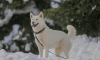 Sibirya kurdu "Fıstık"ın ilk kar sevinci