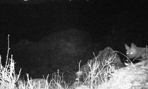 Çizgili sırtlan fotokapana takıldı