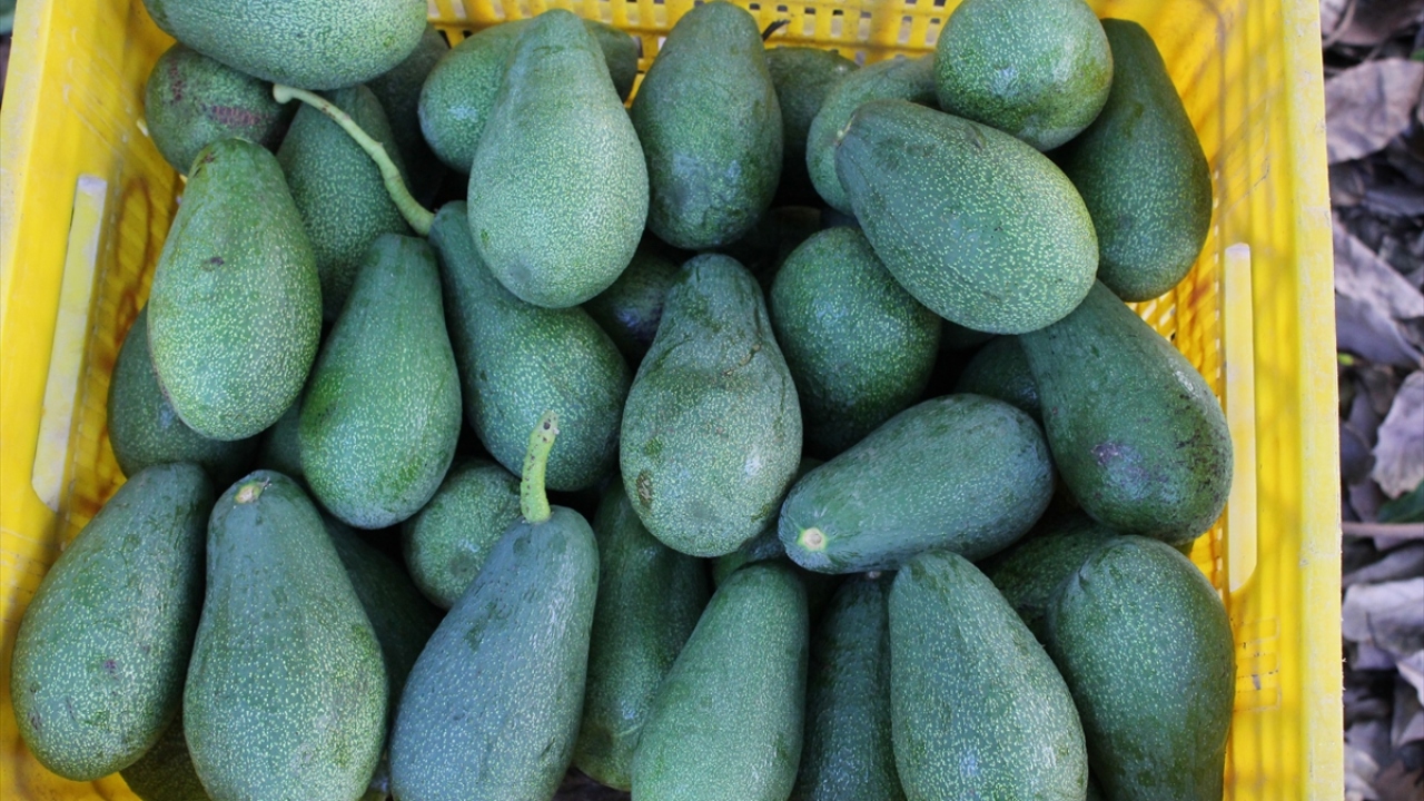 Kentte toplam 50 çeşidinin bulunduğu avokadonun 7 türünün sertifikasyonu tamamlanıp, tescili alındı. 1990`lı yıllarda da fidan üretimine geçilerek avokado yetiştiriciliğine başlandı.