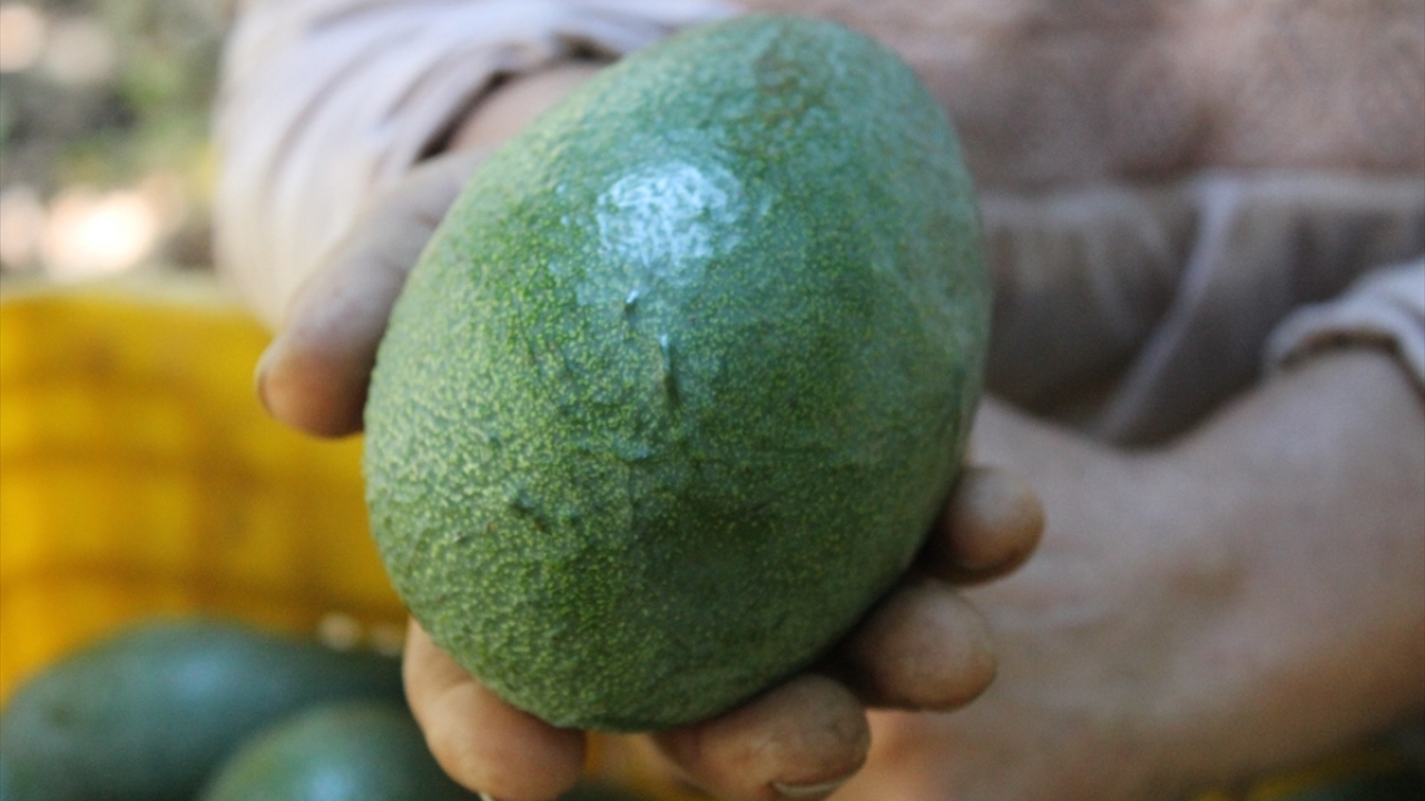 2000`li yıllarda 400 dönümde yıllık 200 ton avokado yetiştirilen kentte, avokado üretimi 12 kat arttı. Ürüne talep yoğun olunca üretim alanı 6 bin 61 dekara ulaştı. Pazar sorunu yaşanmayan avokadoda bu yıl 10 bin ton üretim hedefleniyor.