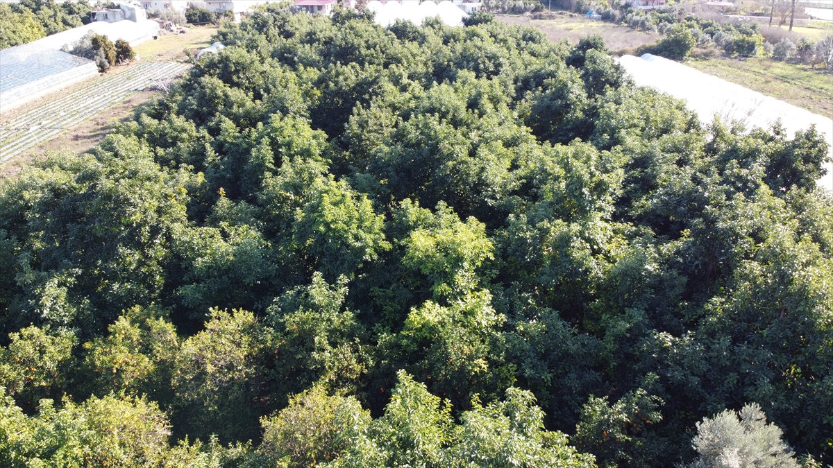 Dünyada ortalama ağaç başına verim yaklaşık 40-45 kilogramken Türkiye`de bu değer 50-60 kilograma çıkabiliyor. Kente yarım asır önce getirilen avokado, birçok üreticinin geçim kapısı oldu. 