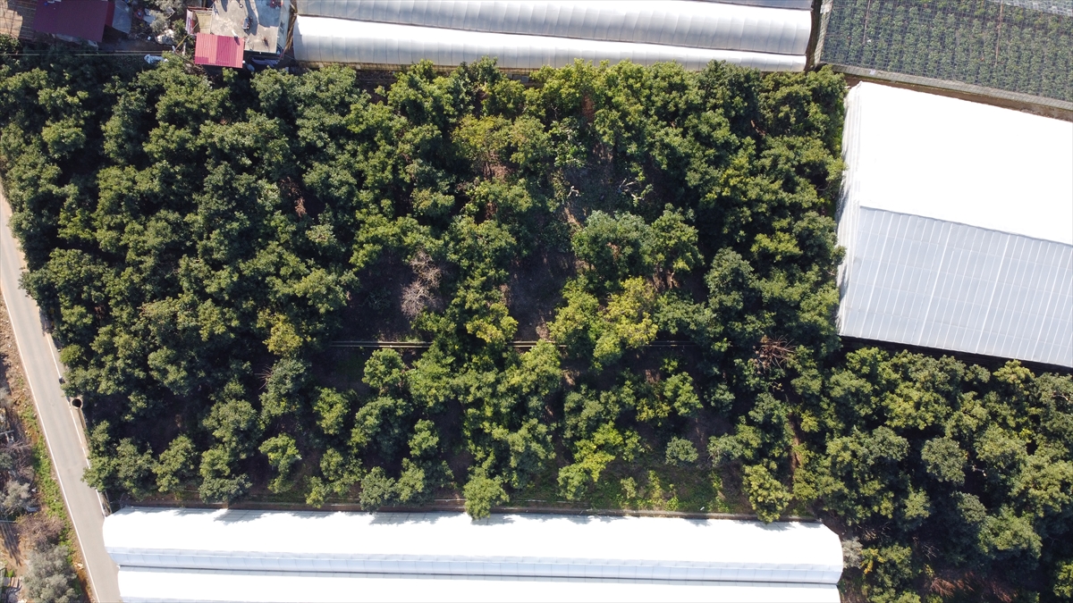 Yıllık 5 bin tona yakın üretim olduğunu belirten Özen, avokadonun profesyonel meyve bahçesi formatında yeni yapılmaya başlandığını, 15 dönüm, 100 dönüm avokado bahçeleri tesis edildiğini aktardı.