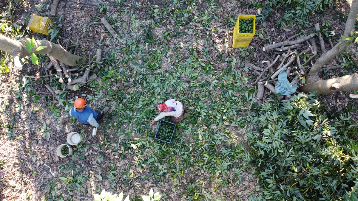 "Üretim miktarımız üç katına çıkacak"