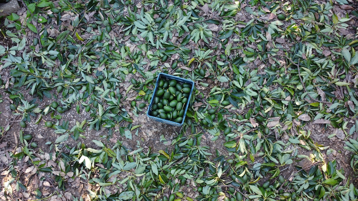 BATEM Müdürü Abdullah Ünlü ise avokadonun Türkiye`ye ilk yarım asır önce FAO kapsamında getirildiğini, ilk etapta deneme amaçlı ekildiğini dile getirdi.