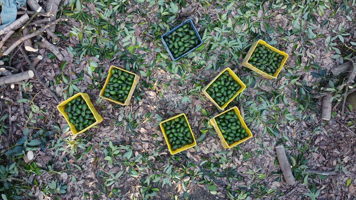 BATEM`de avokadonun türleri üzerine yapılan çalışmalardan sonra fidan üretimine başlandığını aktaran Ünlü, "Farklı türlerde fidan üreterek, çiftçilere satıyoruz. Avokado fidanına yoğun ilgi var, talebi karşılamakta güçlük çekiyoruz." dedi.