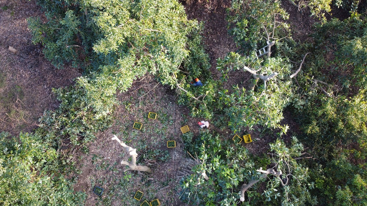 Gazipaşa ilçesinde 18 yıldır avokado üreten Atike Kaplan, ilk başlarda kimsenin avokadoyu sevmediğini, kendilerinin de tüketmediğini bildirdi.