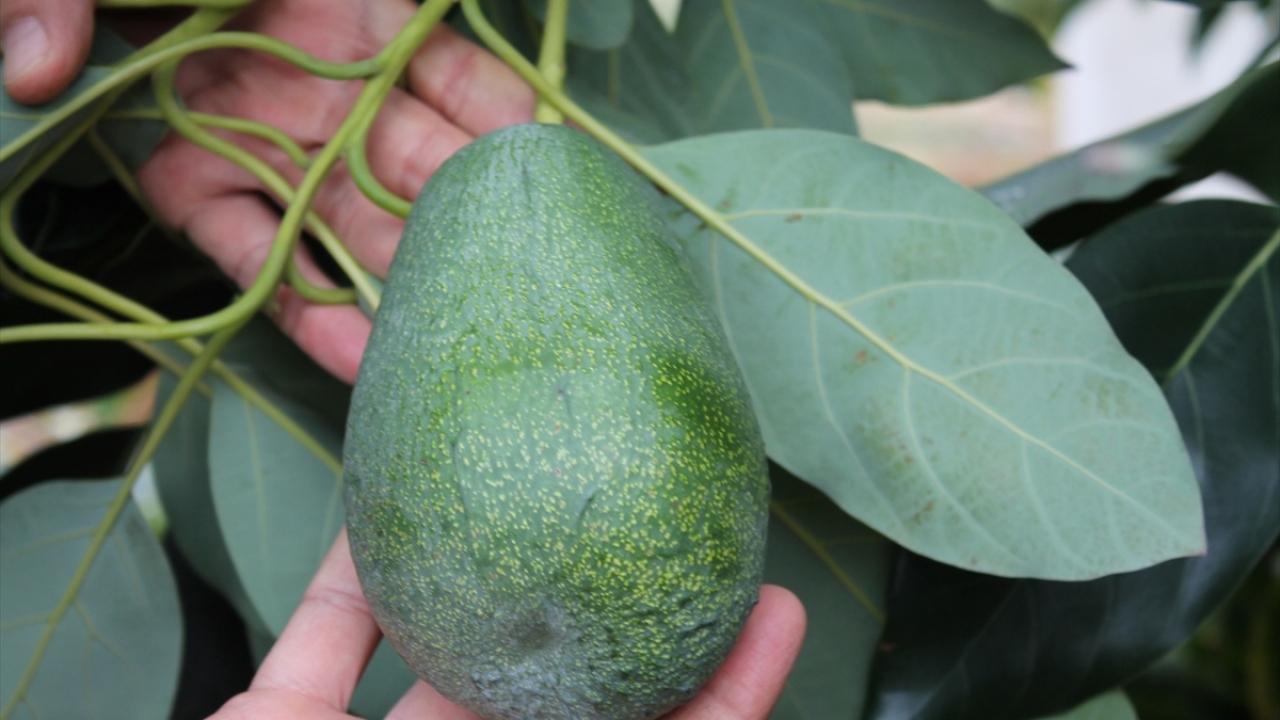 İlçede 20 yıldır üreticilik yapan İlhan Kaplan ise avokadonun ektikten sonra üç yılda meyve verdiğini, bir dönüm araziden 40-50 bin lira kazanabildiklerini aktardı.