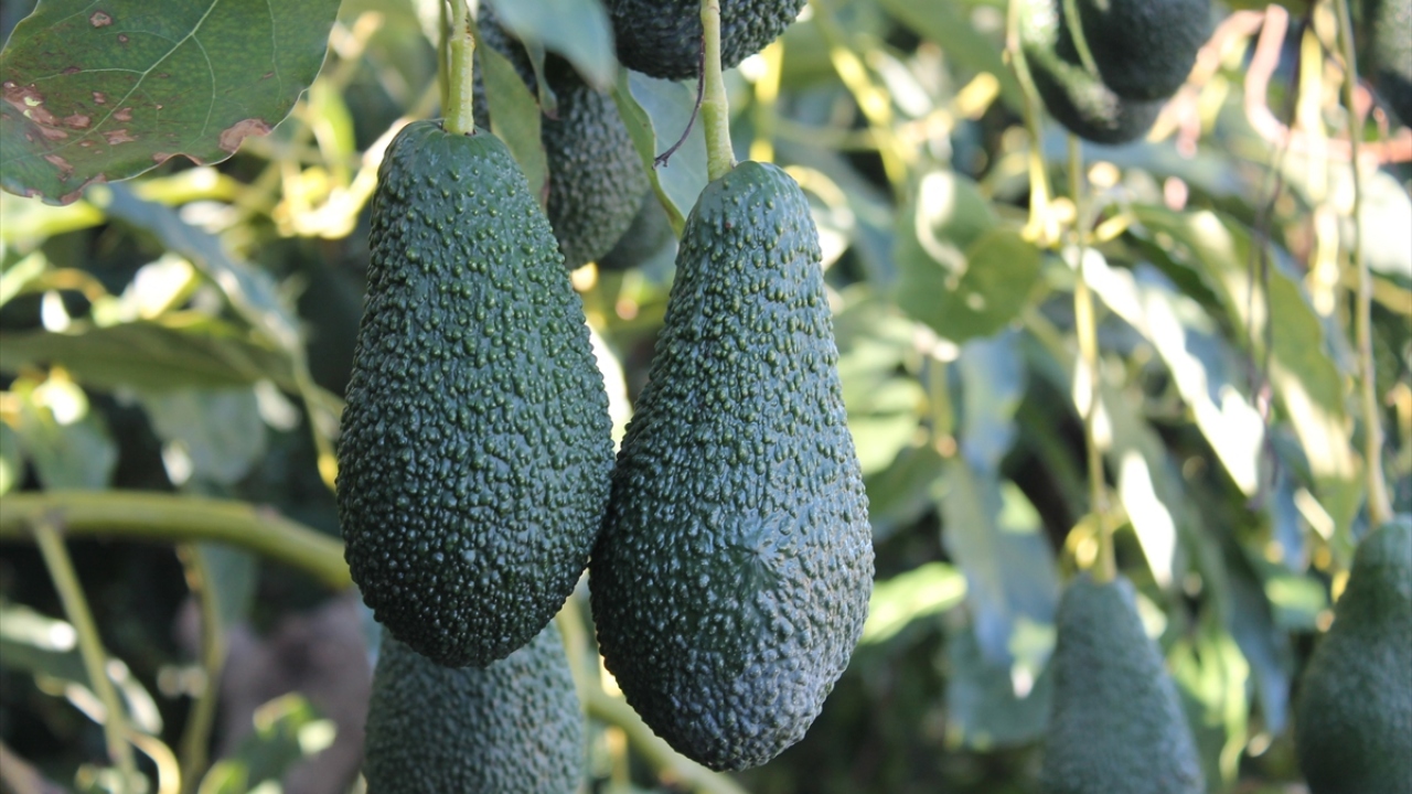 "Avokadoya `yeşil altın` diyoruz"
